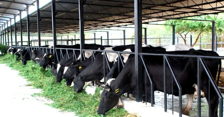 Dairy cattle feeding in a farm shed