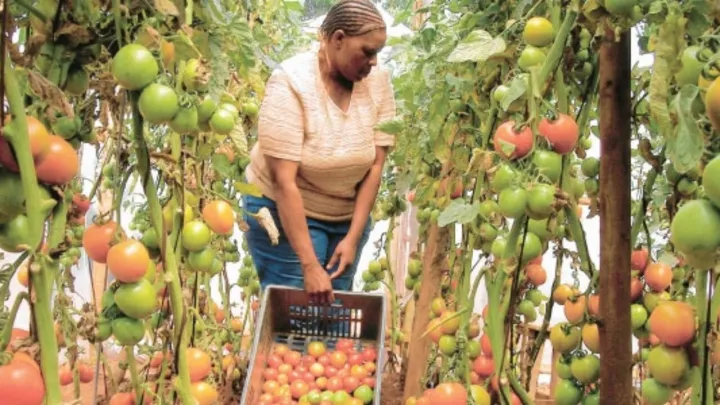 A farmer tending crops in a greenhouse